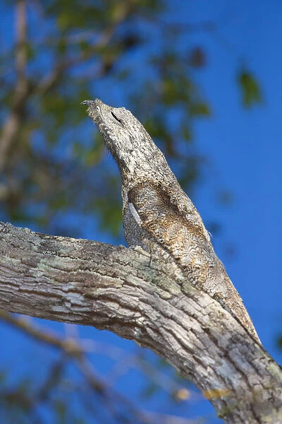 South America. Brazil. Common Potoo (Nyctibius griseus) is well camoflaged while
