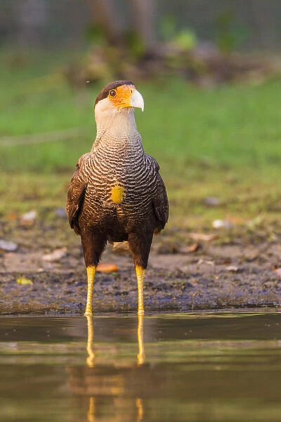 South America. Brazil. Crested Caracara (Caracara plancus) is a raptor related to falcons