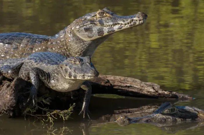 Framed Print : South America, Brazil, Cuiaba River, Pantanal Wetlands, Three Yacare Caiman (Caiman Framed Print : South America, Brazil, Cuiaba River, Pantanal Wetlands, Three Yacare Caiman (Caiman