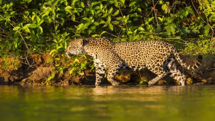 Framed Print : South America. Brazil. A female jaguar (Panthera onca), an apex predator hunting Framed Print : South America. Brazil. A female jaguar (Panthera onca), an apex predator hunting