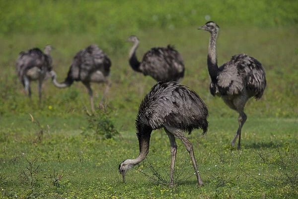 South America. Brazil. A flock of rheas (Rhea americana), large birds related to the ostrich