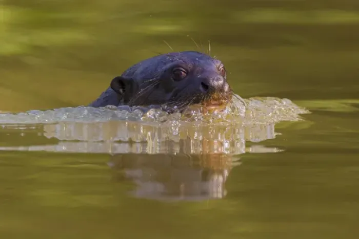 Framed Print : South America. Brazil. Giant river otter (Pteronura brasiliensis) is found in slow-moving Framed Print : South America. Brazil. Giant river otter (Pteronura brasiliensis) is found in slow-moving