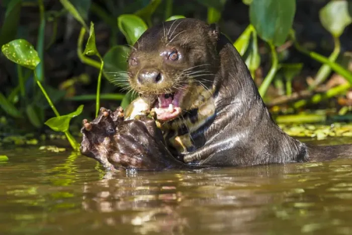 Framed Print : South America. Brazil. Giant river otter (Pteronura brasiliensis) is found in slow-moving Framed Print : South America. Brazil. Giant river otter (Pteronura brasiliensis) is found in slow-moving