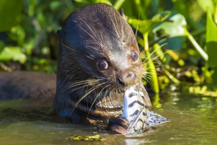 Framed Print : South America. Brazil. Giant river otter (Pteronura brasiliensis) is found in slow-moving