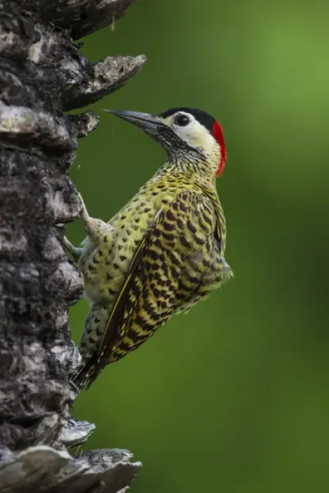 Framed Print : South America. Brazil. A green-barred woodpecker (Colaptes melanochloros) in the Pantanal Framed Print : South America. Brazil. A green-barred woodpecker (Colaptes melanochloros) in the Pantanal