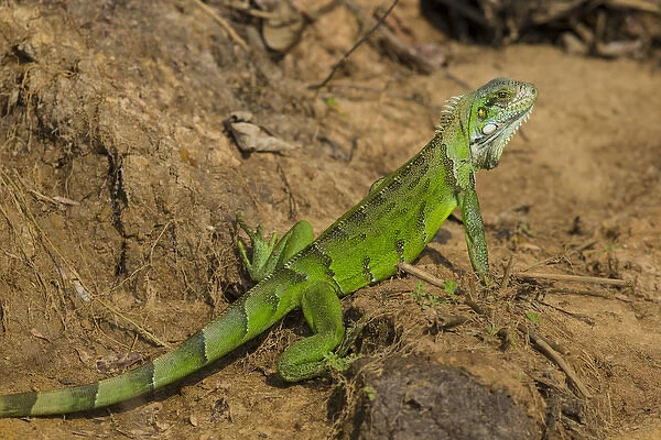 South America. Brazil. A green iguana (Iguana iguana) in the Pantanal, the world s