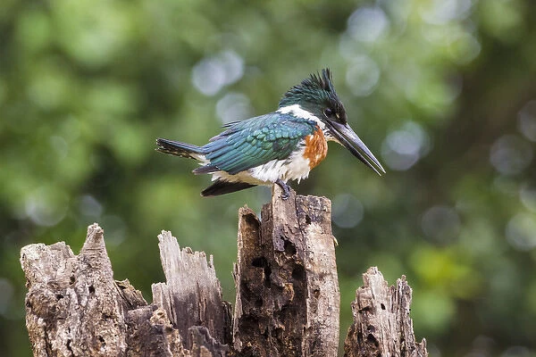 South America. Brazil. A Green kingfisher (Cloroceryle americana) commonly found in the Pantanal