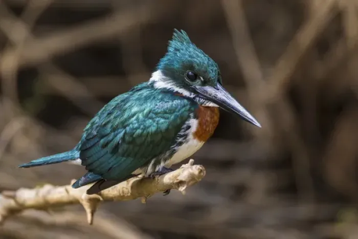 Framed Print : South America. Brazil. A Green kingfisher (Cloroceryle americana) commonly found in the Pantanal