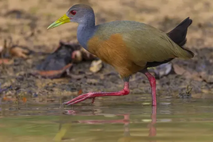 Framed Print : South America. Brazil. Grey-necked wood rail (Aramides cajaneus) is a bird commonly Framed Print : South America. Brazil. Grey-necked wood rail (Aramides cajaneus) is a bird commonly