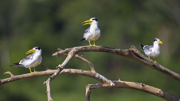 South America. Brazil. A group of large-billed terns (Phaetusa simplex) perches