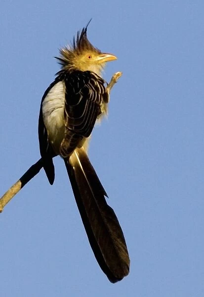 South America, Brazil. Guira cuckoo on limb