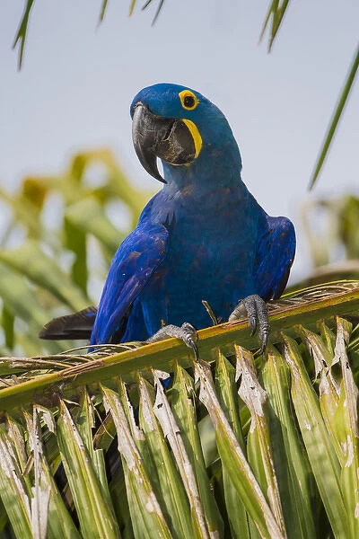 South America. Brazil. Hyacynth macaw (Anodorhynchus hyacinthinus), a vulnerable species of parrot