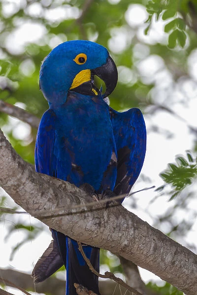 South America. Brazil. Hyacynth macaw (Anodorhynchus hyacinthinus), a vulnerable species of parrot