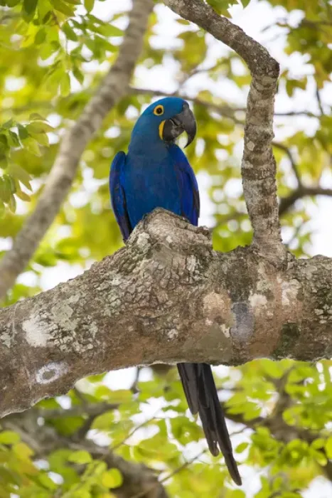 Framed Print : South America. Brazil. Hyacynth macaw (Anodorhynchus hyacinthinus), a vulnerable species of parrot Framed Print : South America. Brazil. Hyacynth macaw (Anodorhynchus hyacinthinus), a vulnerable species of parrot