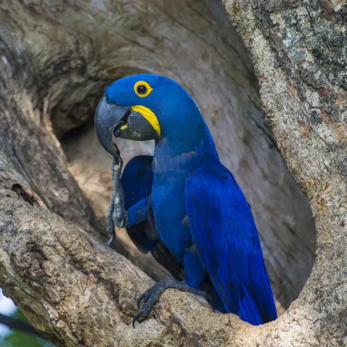 Framed Print : South America. Brazil. Hyacynth macaw (Anodorhynchus hyacinthinus), a vulnerable species of parrot