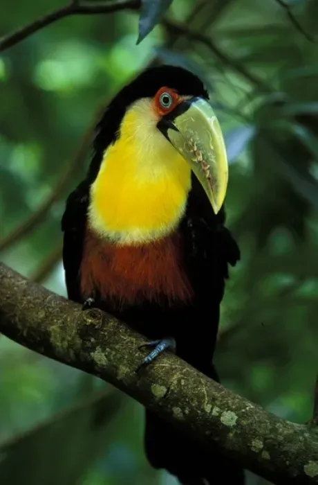 Framed Print : South America, Brazil, Iguazu Falls. Toucanet