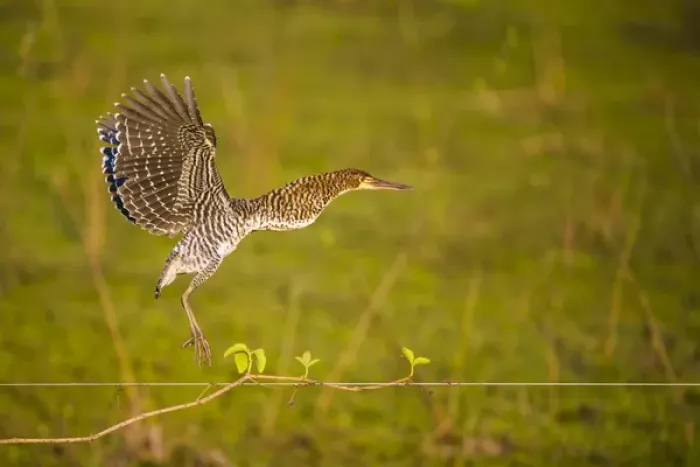 Framed Print : South America. Brazil. An immature rufescent tiger heron (Tigrisoma lineatum) flies Framed Print : South America. Brazil. An immature rufescent tiger heron (Tigrisoma lineatum) flies
