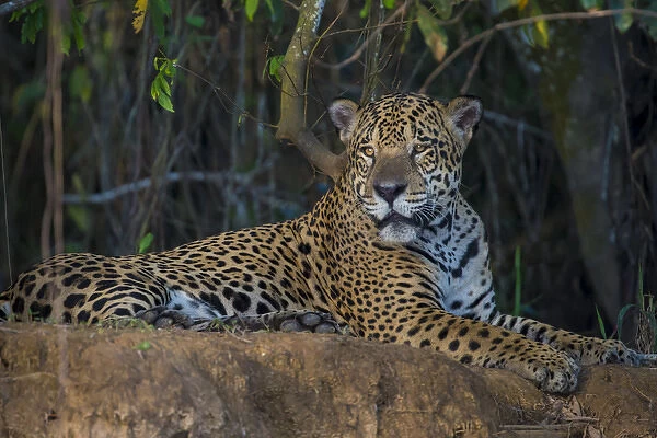 South America. Brazil. A jaguar (Panthera onca), an apex predator, rests along the