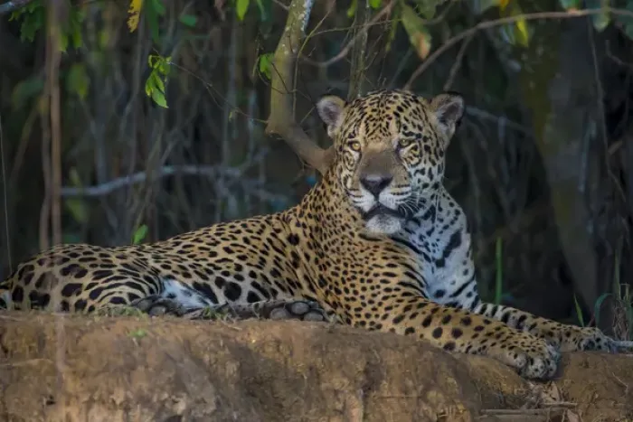 Framed Print : South America. Brazil. A jaguar (Panthera onca), an apex predator, rests along