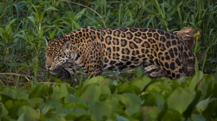 Framed Print : South America. Brazil. A jaguar (Panthera onca), an apex predator, walks along Framed Print : South America. Brazil. A jaguar (Panthera onca), an apex predator, walks along