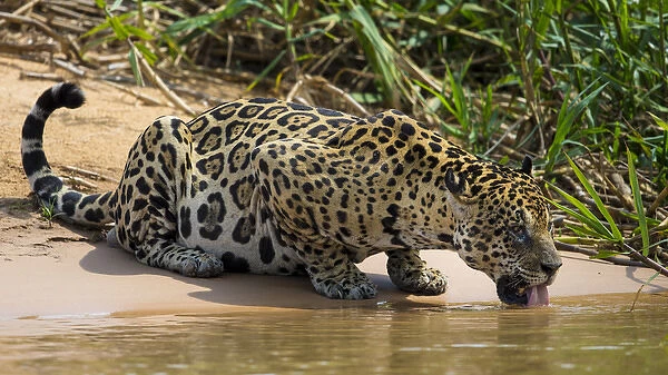 South America. Brazil. A jaguar (Panthera onca), an apex predator, drinks along the