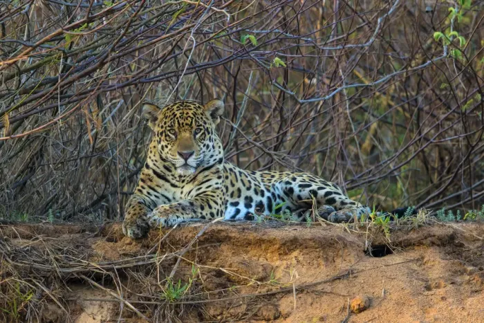 Framed Print : South America. Brazil. A jaguar (Panthera onca), an apex predator, rests along Framed Print : South America. Brazil. A jaguar (Panthera onca), an apex predator, rests along