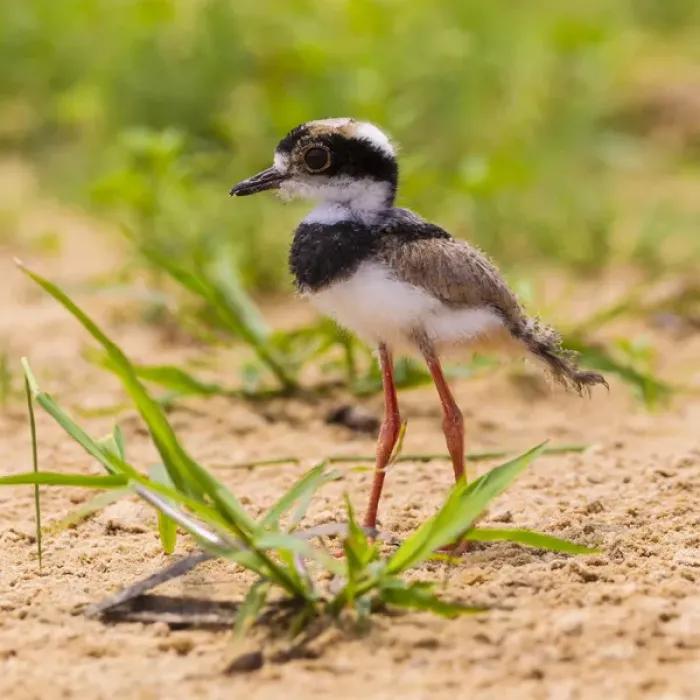 Framed Print : South America. Brazil. A juvenile pied lapwing (Vanellus cayanus) along the banks Framed Print : South America. Brazil. A juvenile pied lapwing (Vanellus cayanus) along the banks