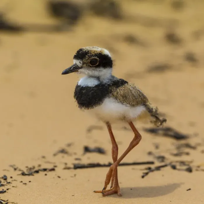 Framed Print : South America. Brazil. A juvenile pied lapwing (Vanellus cayanus) along the banks Framed Print : South America. Brazil. A juvenile pied lapwing (Vanellus cayanus) along the banks