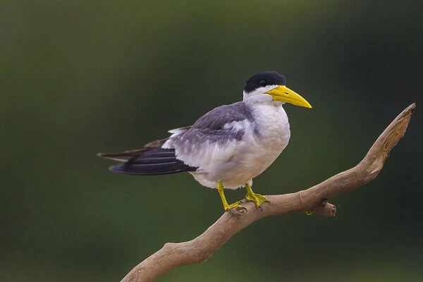 South America. Brazil. A Large-billed tern (Phaetusa simplex) is commonly found in the Pantanal