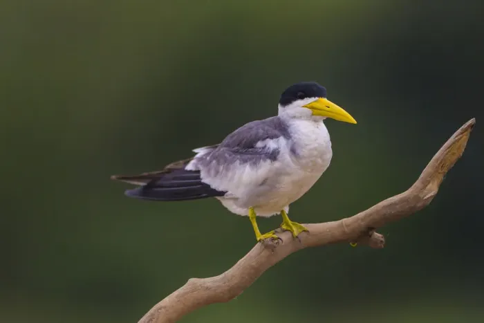 Framed Print : South America. Brazil. A Large-billed tern (Phaetusa simplex) is commonly found in the Pantanal Framed Print : South America. Brazil. A Large-billed tern (Phaetusa simplex) is commonly found in the Pantanal
