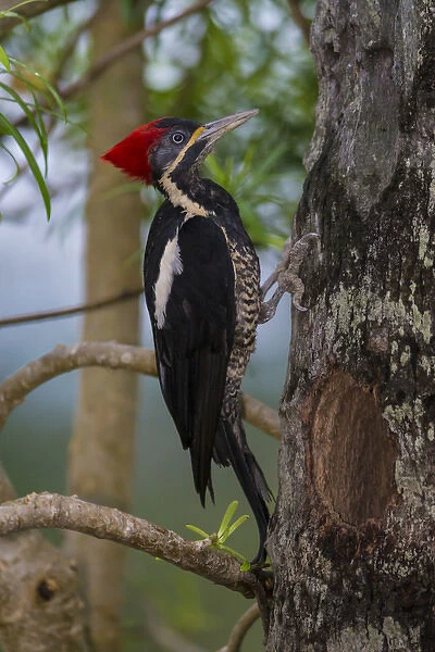 South America. Brazil. Lineated woodpecker (Dryocopus lineatus) in the Pantanal