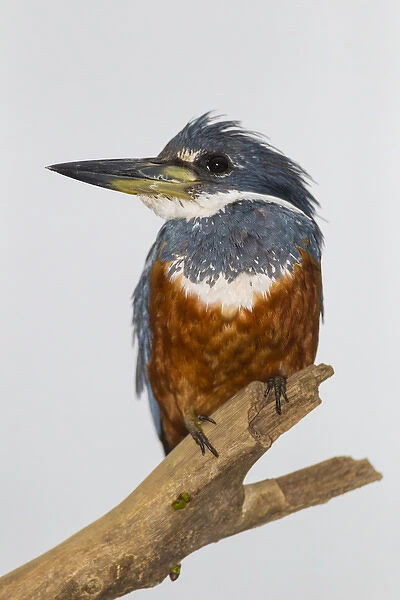 South America. Brazil. A male Amazon kingfisher (Chloroceryle amazona) commonly found