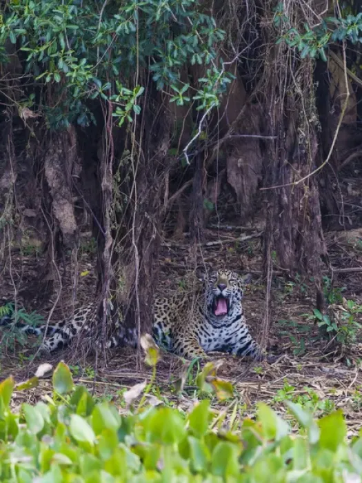 Framed Print : South America. Brazil. A male jaguar (Panthera onca), an apex predator hunting along