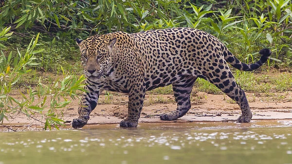 South America. Brazil. A male jaguar (Panthera onca), an apex predator hunting along
