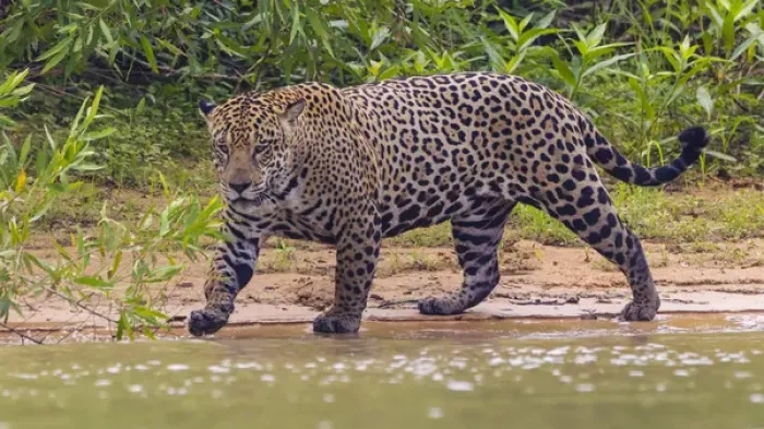 Framed Print : South America. Brazil. A male jaguar (Panthera onca), an apex predator hunting along Framed Print : South America. Brazil. A male jaguar (Panthera onca), an apex predator hunting along