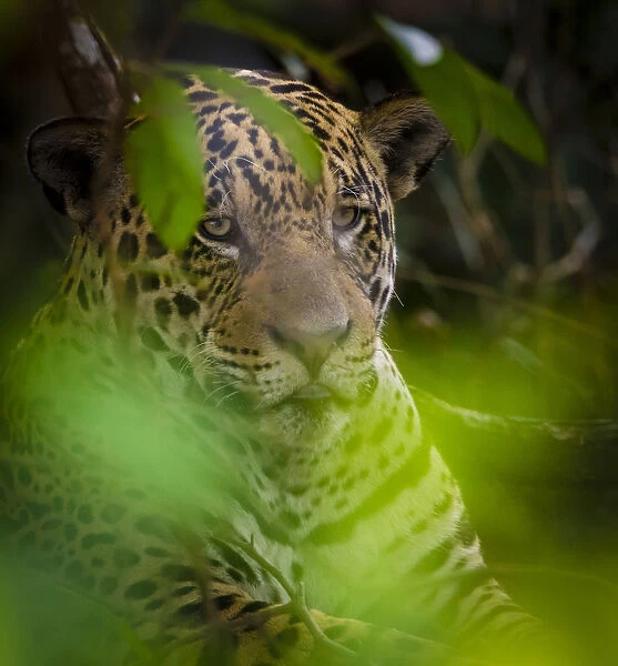 South America. Brazil. A male jaguar (Panthera onca), an apex predator resting along