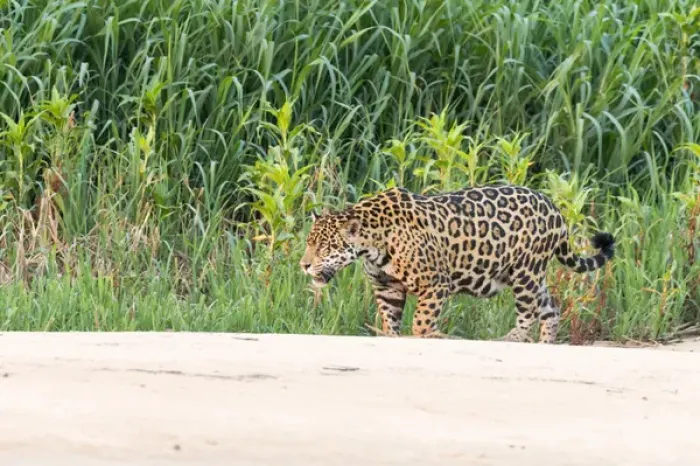 Framed Print : South America, Brazil, Mato Grosso, The Pantanal, Rio Cuiaba jaguar (Panthera onca) Framed Print : South America, Brazil, Mato Grosso, The Pantanal, Rio Cuiaba jaguar (Panthera onca)