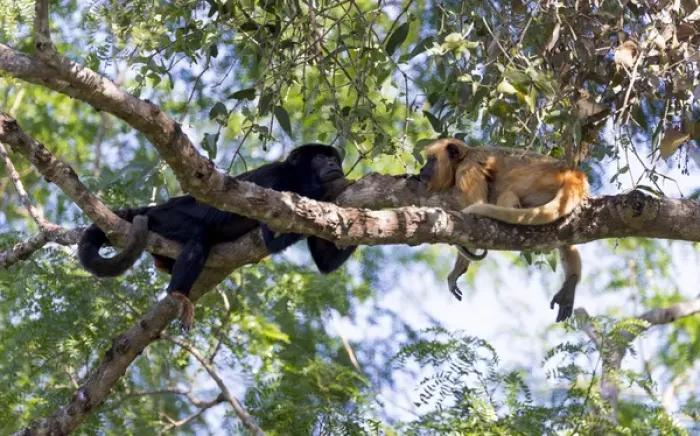 Framed Print : South America, Brazil, Mato Grosso, The Pantanal, black howler monkeys, (Alouatta caraya) Framed Print : South America, Brazil, Mato Grosso, The Pantanal, black howler monkeys, (Alouatta caraya)