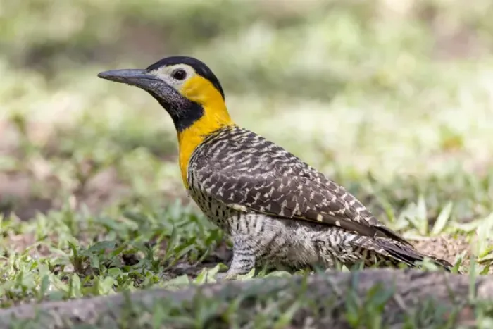 Framed Print : South America, Brazil, Mato Grosso, The Pantanal, campo flicker, (Caloptes campestris)