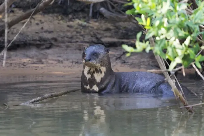 Framed Print : South America, Brazil, Mato Grosso, The Pantanal, Rio Cuiaba, giant otter, (Pteronura brasiliensis) Framed Print : South America, Brazil, Mato Grosso, The Pantanal, Rio Cuiaba, giant otter, (Pteronura brasiliensis)