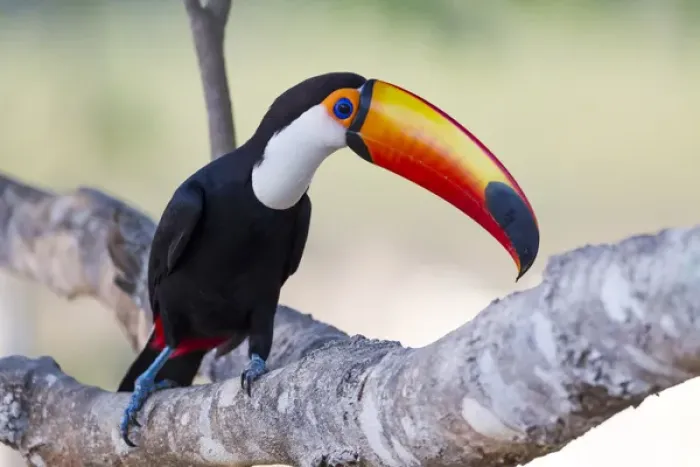 Framed Print : South America, Brazil, Mato Grosso, The Pantanal, toco toucan, (Ramphastos toco) Framed Print : South America, Brazil, Mato Grosso, The Pantanal, toco toucan, (Ramphastos toco)