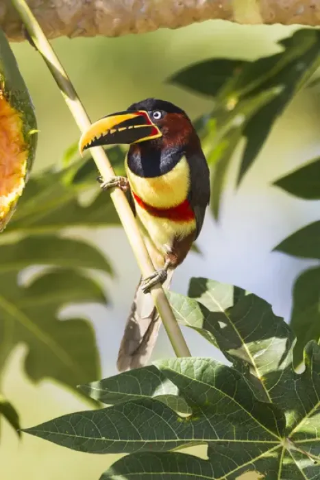 Framed Print : South America, Brazil, Mato Grosso, The Pantanal, chestnut-eared aracari, (Pteroglossus castanotis) Framed Print : South America, Brazil, Mato Grosso, The Pantanal, chestnut-eared aracari, (Pteroglossus castanotis)
