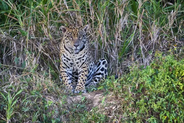 Framed Print : South America, Brazil, Mato Grosso, The Pantanal, Rio Cuiaba, jaguar, (Panthera onca)
