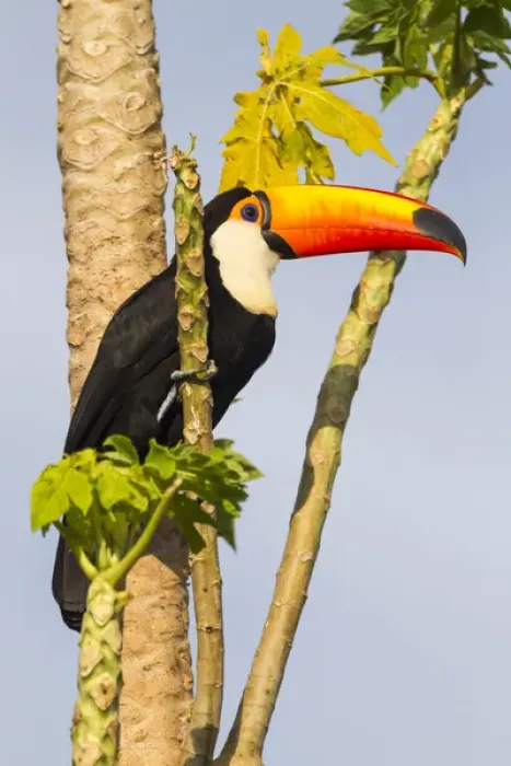 Framed Print : South America, Brazil, Mato Grosso, The Pantanal, toco toucan, (Ramphastos toco) Framed Print : South America, Brazil, Mato Grosso, The Pantanal, toco toucan, (Ramphastos toco)