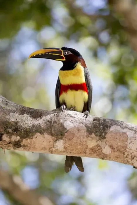 Framed Print : South America, Brazil, Mato Grosso, The Pantanal, chestnut-eared aracari, (Pteroglossus castanotis)
