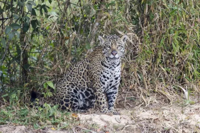 Framed Print : South America, Brazil, Mato Grosso, The Pantanal, Rio Cuiaba, jaguar (Panthera onca)