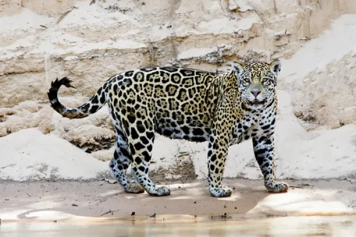 Framed Print : South America, Brazil, Mato Grosso, The Pantanal, Cuiaba River, jaguar (Panthera onca) Framed Print : South America, Brazil, Mato Grosso, The Pantanal, Cuiaba River, jaguar (Panthera onca)