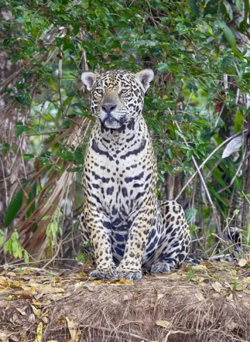 Framed Print : South America, Brazil, Mato Grosso, The Pantanal, Rio Cuiaba, jaguar (Panthera onca) Framed Print : South America, Brazil, Mato Grosso, The Pantanal, Rio Cuiaba, jaguar (Panthera onca)