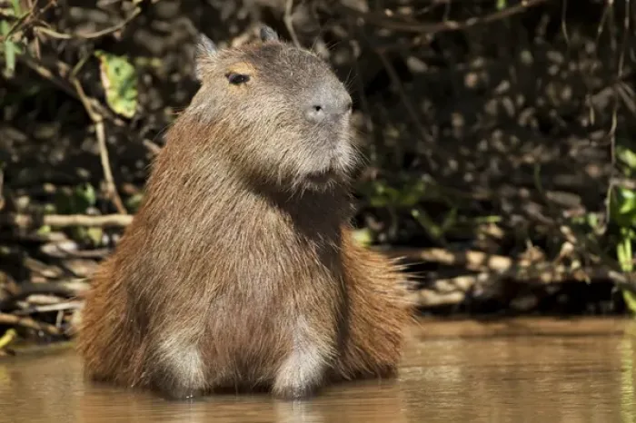 Framed Print : South America, Brazil, Mato Grosso, The Pantanal, capybara, (Hydrochaeris hydrochaeris) Framed Print : South America, Brazil, Mato Grosso, The Pantanal, capybara, (Hydrochaeris hydrochaeris)