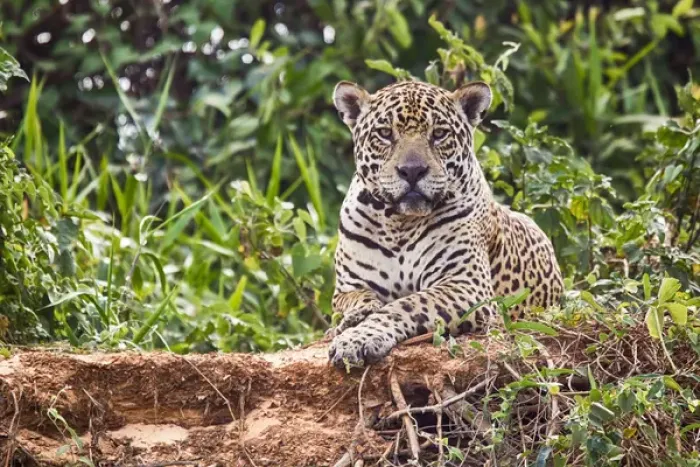 Framed Print : South America, Brazil, Mato Grosso, The Pantanal, Rio Cuiaba, jaguar (Panthera onca)